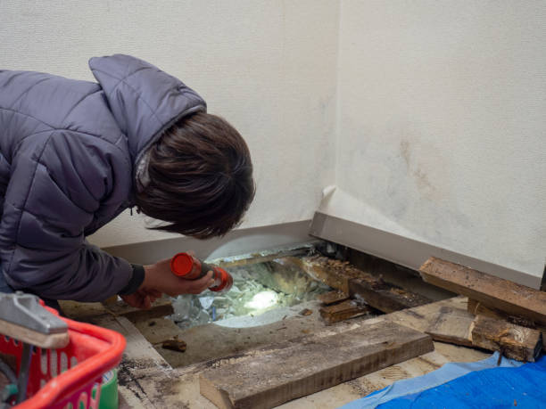 Best Commercial Mold Inspection  in Lone Tree, CO