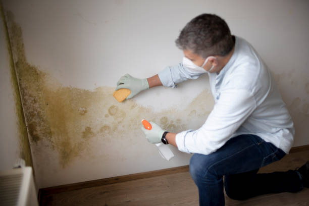 Best Commercial Mold Inspection  in Lone Tree, CO